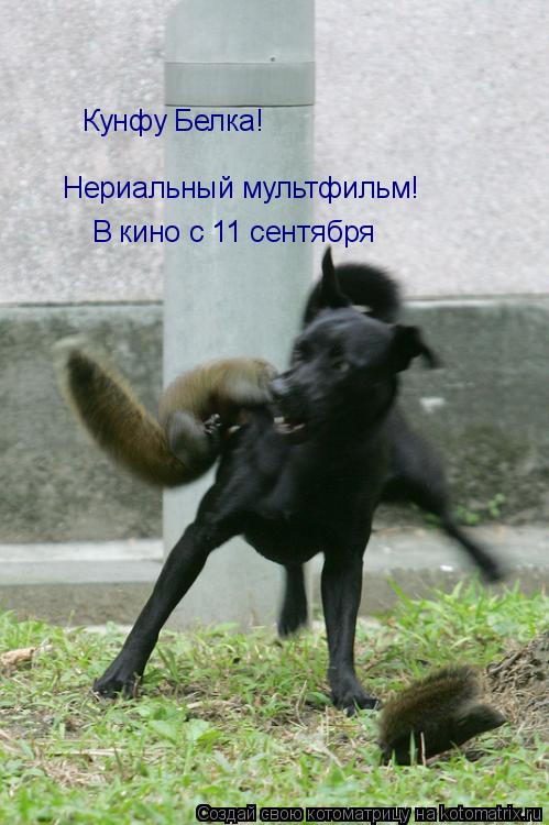 Кунфу Белка! Нериальный мультфильм! В кино с 11 сентября... Котоматрица: Кунфу Белка! Нериальный мультфильм! В кино с 11 сентября