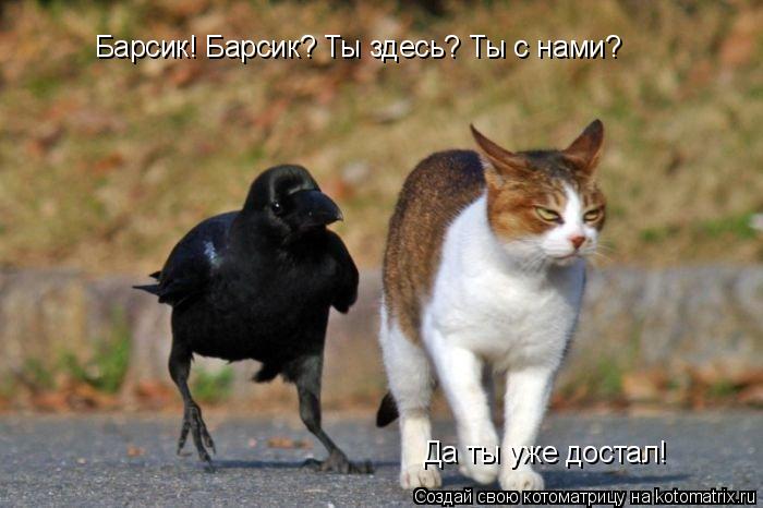 Барсик! Барсик? Ты здесь? Ты с нами? Да ты уже достал!... Котоматрица: Барсик! Барсик? Ты здесь? Ты с нами? Да ты уже достал!