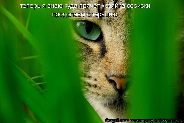 теперь я знаю куда прячет хозяйка сосиски продолаем операцию... Котоматрица: теперь я знаю куда прячет хозяйка сосиски продолаем операцию