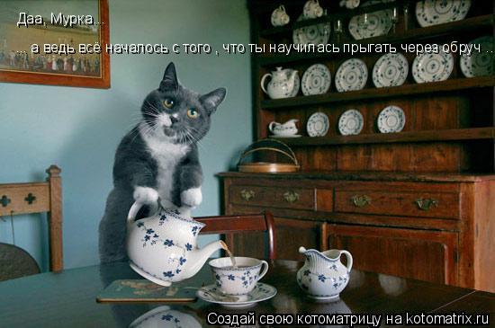 Даа, Мурка... ... а ведь всё началось с того , что ты научилась прыгать через обруч ...... Котоматрица: Даа, Мурка... ... а ведь всё началось с того , что ты научилась прыгать через обруч ...