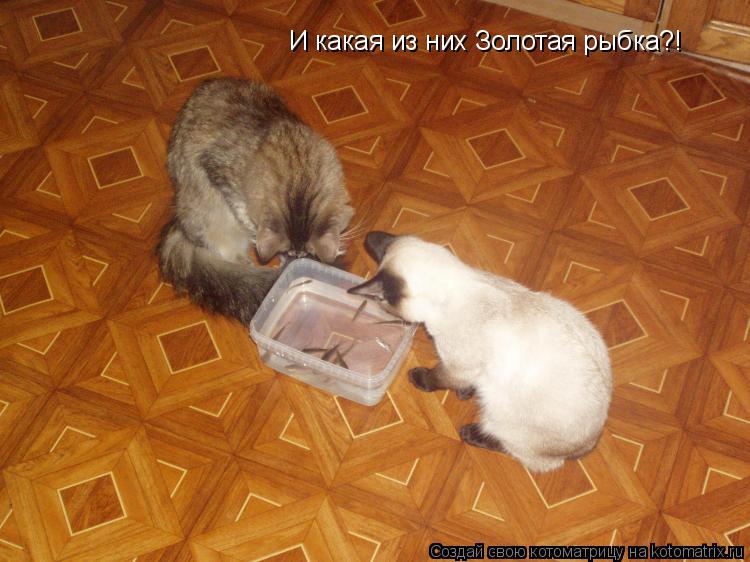 И какая из них Золотая рыбка?!... Котоматрица: И какая из них Золотая рыбка?!