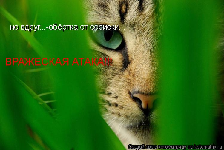 но вдруг...-обёртка от сосиски... ВРАЖЕСКАЯ АТАКА!!!... Котоматрица: но вдруг...-обёртка от сосиски... ВРАЖЕСКАЯ АТАКА!!!