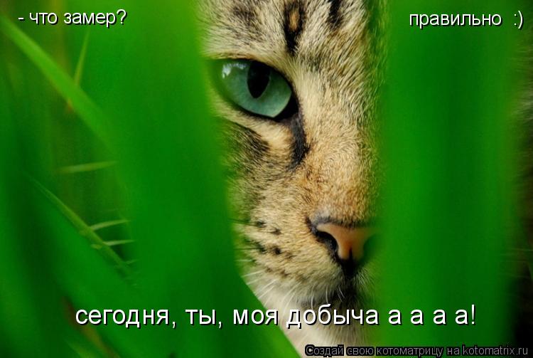 - что замер? правильно :) сегодня, ты, моя добыча а а а а!... Котоматрица: - что замер? правильно :) сегодня, ты, моя добыча а а а а!
