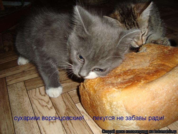 сухарики воронцовские! ... пекутся не забавы ради!... Котоматрица: сухарики воронцовские! ... пекутся не забавы ради!