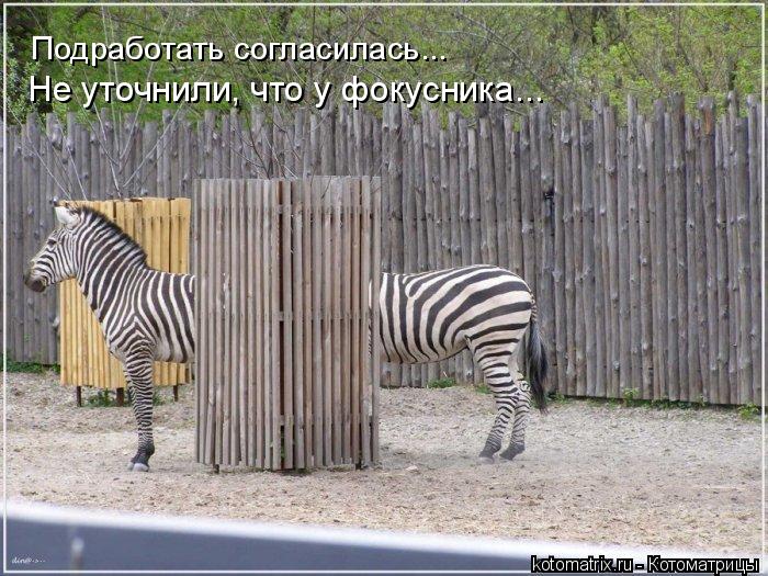 Подработать согласилась... Не уточнили, что у фокусника...... Котоматрица: Подработать согласилась... Не уточнили, что у фокусника...