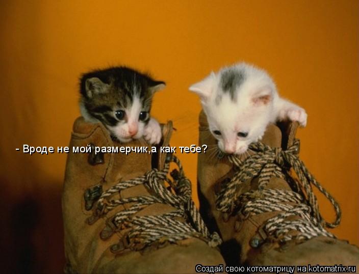 - Вроде не мой размерчик,а как тебе?... Котоматрица: - Вроде не мой размерчик,а как тебе?