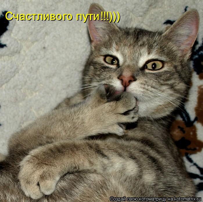 Счастливого пути!!!)))... Котоматрица: Счастливого пути!!!)))