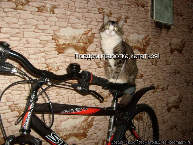 Поедем,красотка,кататься!... Котоматрица: Поедем,красотка,кататься!