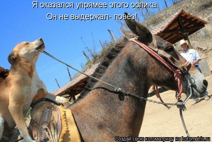 Я оказался упрямее этого ослика. Он не выдержал- повёз!... Котоматрица: Я оказался упрямее этого ослика. Он не выдержал- повёз!