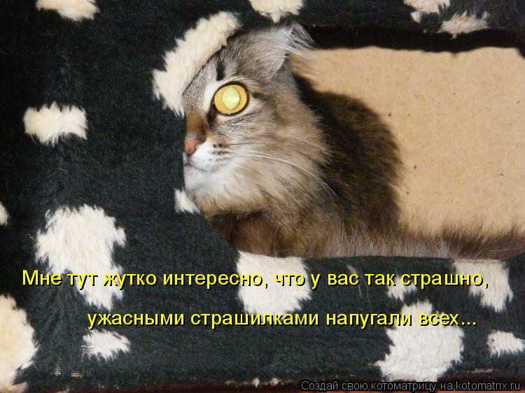 Мне тут жутко интересно, что у вас так страшно, ужасными страшилками напугали всех...... Котоматрица: Мне тут жутко интересно, что у вас так страшно, ужасными страшилками напугали всех...