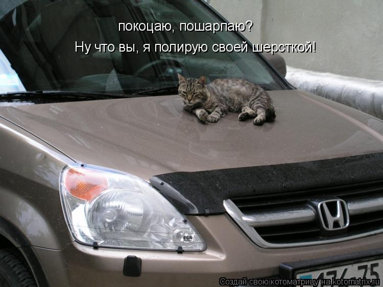 покоцаю, пошарпаю? Ну что вы, я полирую своей шерсткой!... Котоматрица: покоцаю, пошарпаю? Ну что вы, я полирую своей шерсткой!