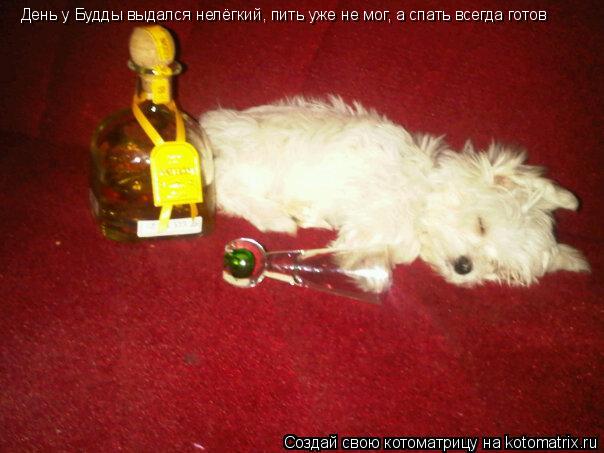 День у Будды выдался нелёгкий, пить уже не мог, а спать всегда готов... Котоматрица: День у Будды выдался нелёгкий, пить уже не мог, а спать всегда готов