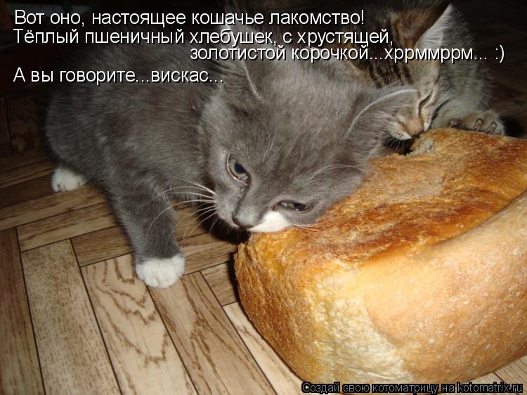 Вот оно, настоящее кошачье лакомство! Тёплый пшеничный хлебушек, с хрустящей, золотистой корочкой...... Котоматрица: Вот оно, настоящее кошачье лакомство! Тёплый пшеничный хлебушек, с хрустящей, золотистой корочкой...хррммррм... :) А вы говорите...вискас...