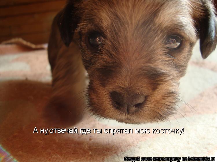 А ну,отвечай,где ты спрятал мою косточку!... Котоматрица: А ну,отвечай,где ты спрятал мою косточку!