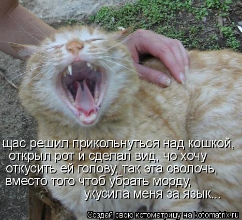 щас решил прикольнуться над кошкой, открыл рот и сделал вид, чо хочу откусить ей голову, так эта с... Котоматрица: щас решил прикольнуться над кошкой, открыл рот и сделал вид, чо хочу откусить ей голову, так эта сволочь, вместо того чтоб убрать морду, ук