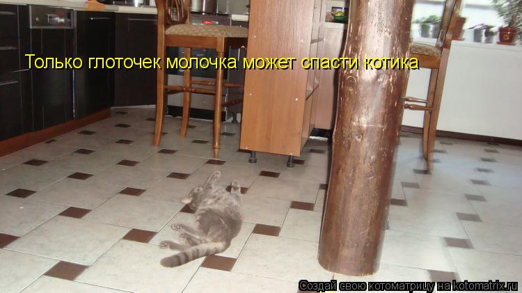 Только глоточек молочка может спасти котика... Котоматрица: Только глоточек молочка может спасти котика