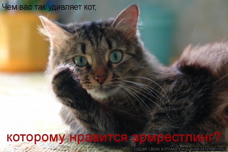 Чем вас так удивляет кот, которому нравится армрестлинг?... Котоматрица: Чем вас так удивляет кот, которому нравится армрестлинг?