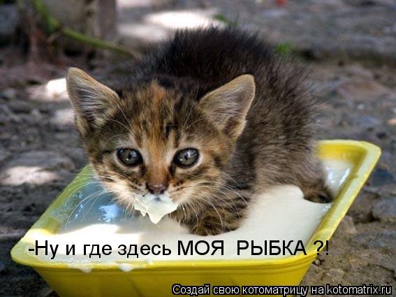 -Ну и где здесь МОЯ РЫБКА ?!... Котоматрица: -Ну и где здесь МОЯ РЫБКА ?!