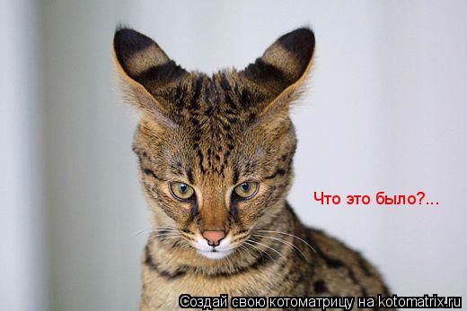Что это было?...... Котоматрица: Что это было?...