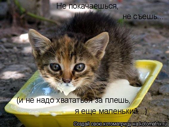 Не покачаешься, не съешь... (и не надо хвататься за плешь, я еще маленький...)... Котоматрица: Не покачаешься, не съешь... (и не надо хвататься за плешь, я еще маленький...)