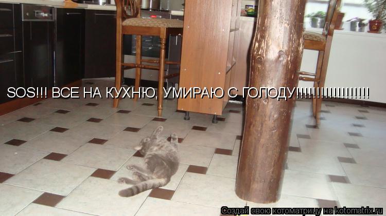 SOS!!! ВСЕ НА КУХНЮ, УМИРАЮ С ГОЛОДУ!!!!!!!!!!!!!!!!!!... Котоматрица: SOS!!! ВСЕ НА КУХНЮ, УМИРАЮ С ГОЛОДУ!!!!!!!!!!!!!!!!!!