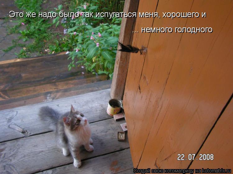 Это же надо было так испугаться меня, хорошего и ... немного голодного... Котоматрица: Это же надо было так испугаться меня, хорошего и ... немного голодного