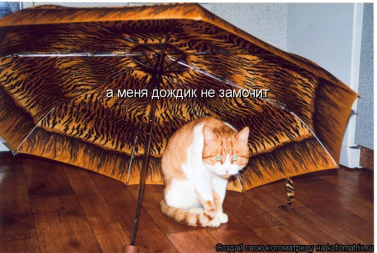 а меня дождик не замочит... Котоматрица: а меня дождик не замочит