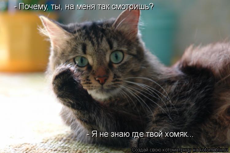 - Почему, ты, на меня так смотришь? - Я не знаю где твой хомяк...... Котоматрица: - Почему, ты, на меня так смотришь? - Я не знаю где твой хомяк...