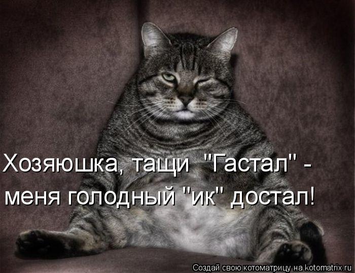 Хозяюшка, тащи "Гастал" - меня голодный "ик" достал!... Котоматрица: Хозяюшка, тащи "Гастал" - меня голодный "ик" достал!