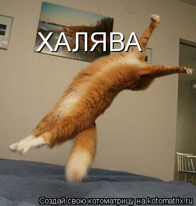 ХАЛЯВА... Котоматрица: ХАЛЯВА
