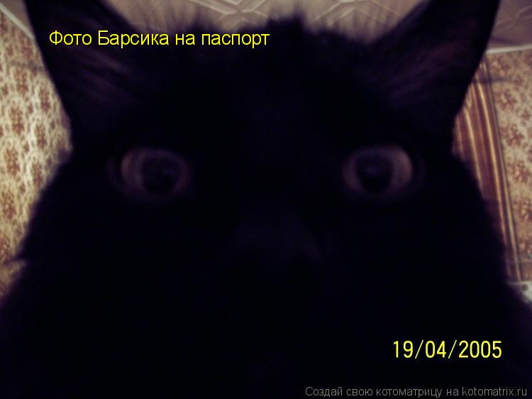 Фото Барсика на паспорт... Котоматрица: Фото Барсика на паспорт