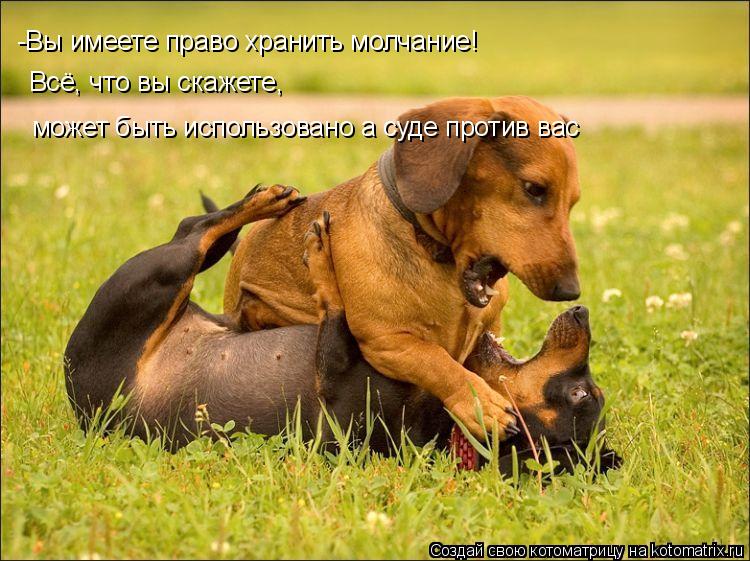 -Вы имеете право хранить молчание! может быть использовано а суде против вас Всё, что вы скажете,... Котоматрица: -Вы имеете право хранить молчание! может быть использовано а суде против вас Всё, что вы скажете,