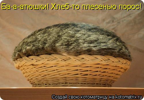 Ба-а-атюшки! Хлеб-то плесенью порос!... Котоматрица: Ба-а-атюшки! Хлеб-то плесенью порос!