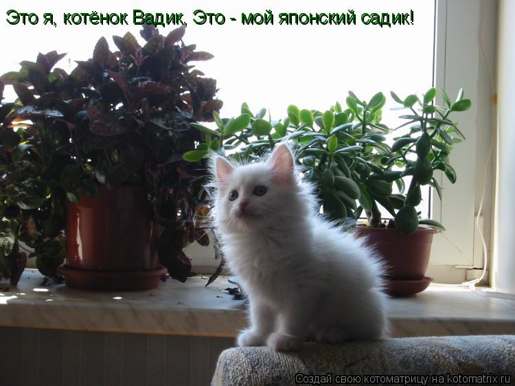 Это я, котёнок Вадик, Это - мой японский садик!... Котоматрица: Это я, котёнок Вадик, Это - мой японский садик!