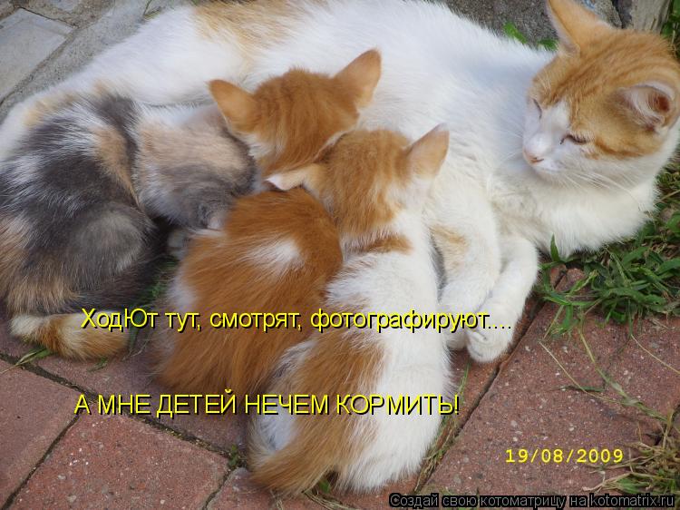 ХодЮт тут, смотрят, фотографируют.... А МНЕ ДЕТЕЙ НЕЧЕМ КОРМИТЬ!... Котоматрица: ХодЮт тут, смотрят, фотографируют.... А МНЕ ДЕТЕЙ НЕЧЕМ КОРМИТЬ!
