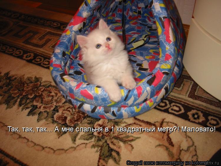Так, так, так... А мне спальня в 1 квадратный метр?! Маловато!... Котоматрица: Так, так, так... А мне спальня в 1 квадратный метр?! Маловато!