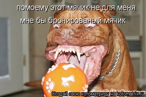 помоему этот мячик не для меня мне бы бронированый мячик... Котоматрица: помоему этот мячик не для меня мне бы бронированый мячик