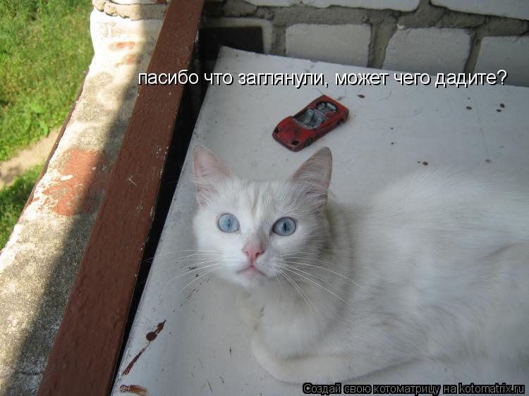 пасибо что заглянули, может чего дадите?... Котоматрица: пасибо что заглянули, может чего дадите?