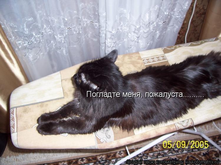 Погладте меня, пожалуста............. Котоматрица: Погладте меня, пожалуста..........