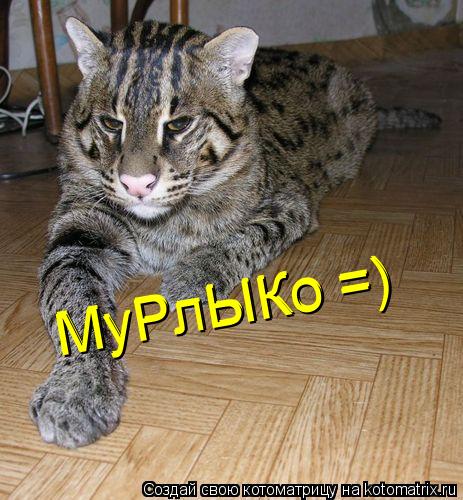 МуРлЫКо =) МуРлЫКо =)... Котоматрица: МуРлЫКо =) МуРлЫКо =)