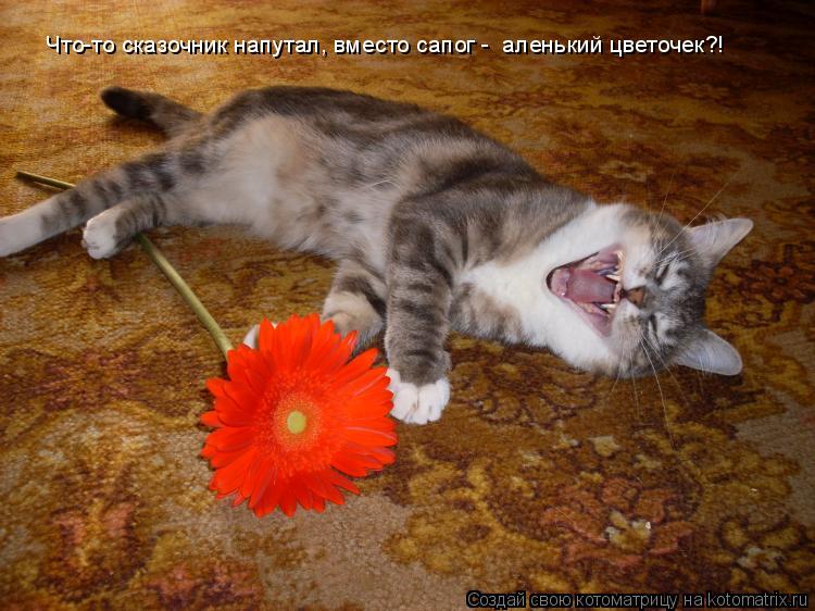 Что-то сказочник напутал, вместо сапог - аленький цветочек?!... Котоматрица: Что-то сказочник напутал, вместо сапог - аленький цветочек?!