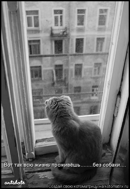 Вот так всю жизнь проживёшь........без собаки....... Котоматрица: Вот так всю жизнь проживёшь........без собаки....