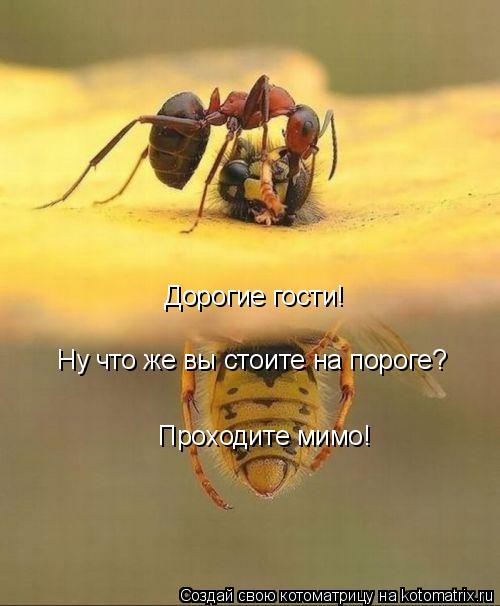 Дорогие гости! Ну что же вы стоите на пороге? Проходите мимо!... Котоматрица: Дорогие гости! Ну что же вы стоите на пороге? Проходите мимо!