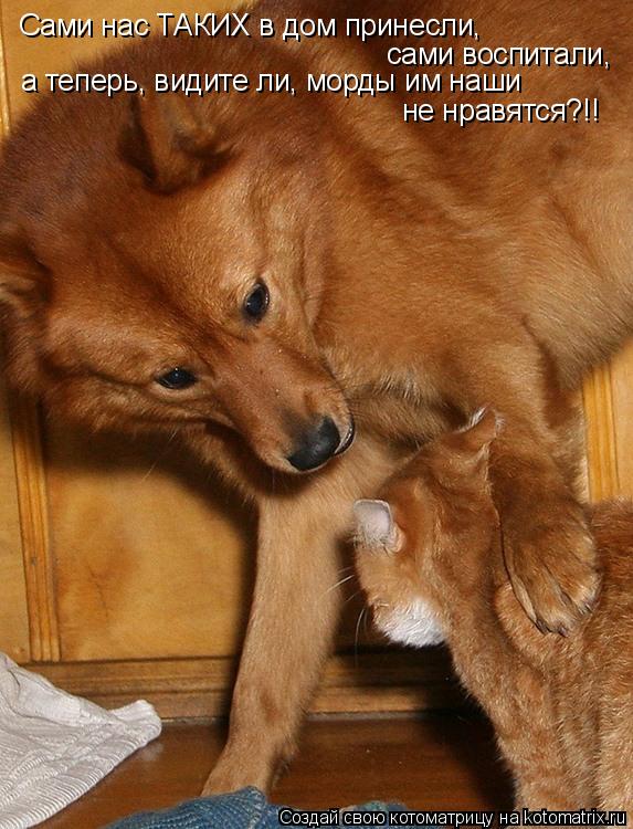 Котоматрица: Сами нас ТАКИХ в дом принесли, сами воспитали, а теперь, видите ли, морды им наши не нравятся?!!