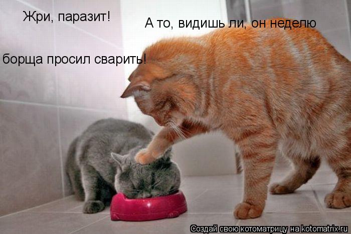Жри, паразит! А то, видишь ли, он неделю борща просил сварить!... Котоматрица: Жри, паразит! А то, видишь ли, он неделю борща просил сварить!