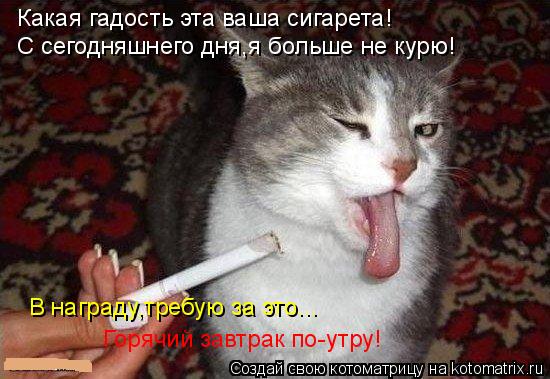 Какая гадость эта ваша сигарета! С сегодняшнего дня,я больше не курю! В награду,требую за это... Горя... Котоматрица: Какая гадость эта ваша сигарета! С сегодняшнего дня,я больше не курю! В награду,требую за это... Горячий завтрак по-утру!