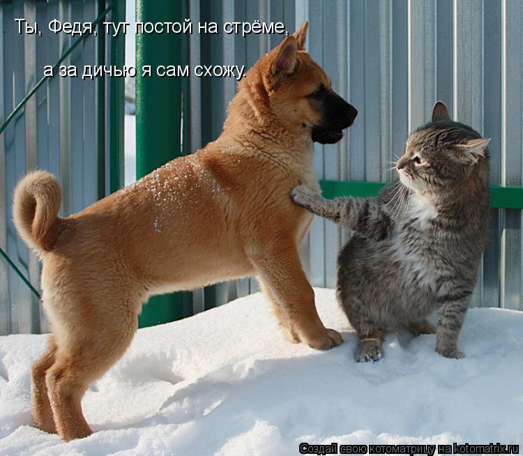 Ты, Федя, тут постой на стрёме, а за дичью я сам схожу.... Котоматрица: Ты, Федя, тут постой на стрёме, а за дичью я сам схожу.