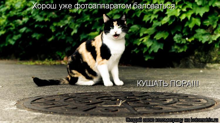 Хорош уже фотоаппаратом баловаться КУШАТЬ ПОРА!!!... Котоматрица: Хорош уже фотоаппаратом баловаться КУШАТЬ ПОРА!!!