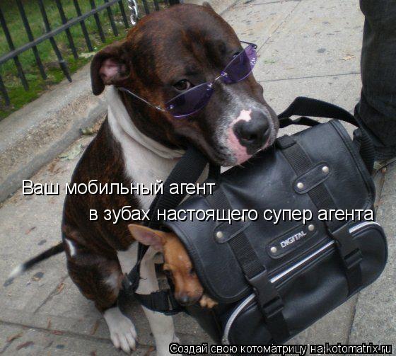 Ваш мобильный агент в зубах настоящего супер агента... Котоматрица: Ваш мобильный агент в зубах настоящего супер агента