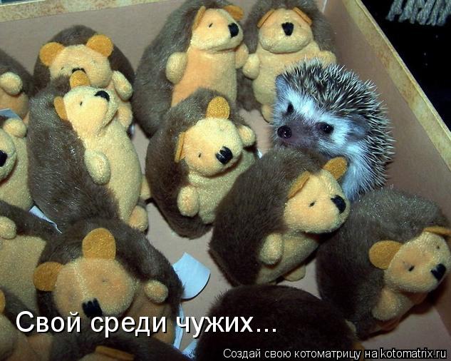 Свой среди чужих...... Котоматрица: Свой среди чужих...